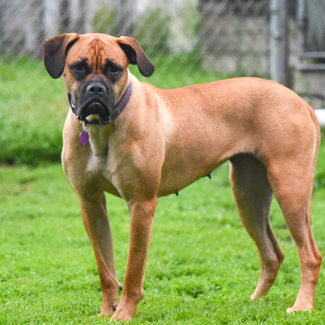 Greta, Brown Boxer available for adoption