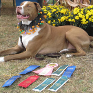 Dexter Brown laying with his ribbons