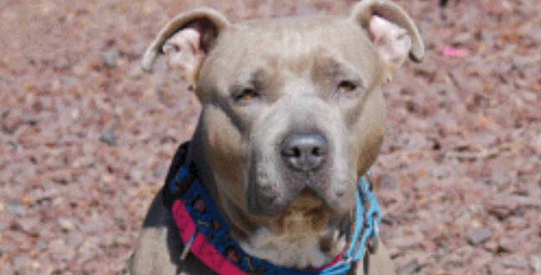 Delilah, Grey Dog Available for adoption