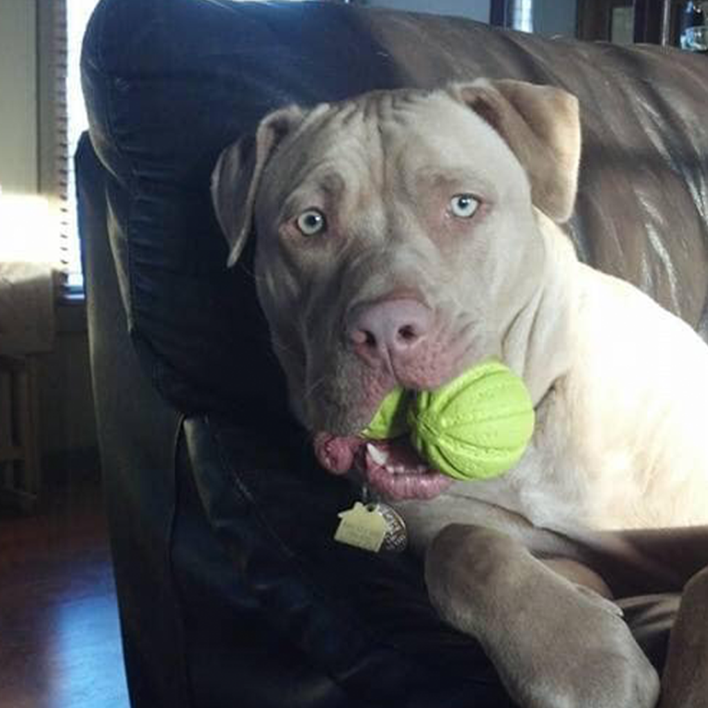 pitbull sitting on the chair with a ball in his mouth