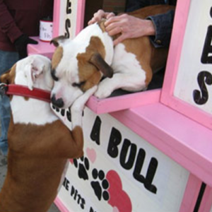 Diesel, Therapy dog giving kisses out of the kissing booth to another pitbull