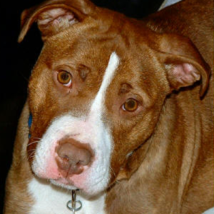 Tata, Therapy dog who is brown and white. A close up image.