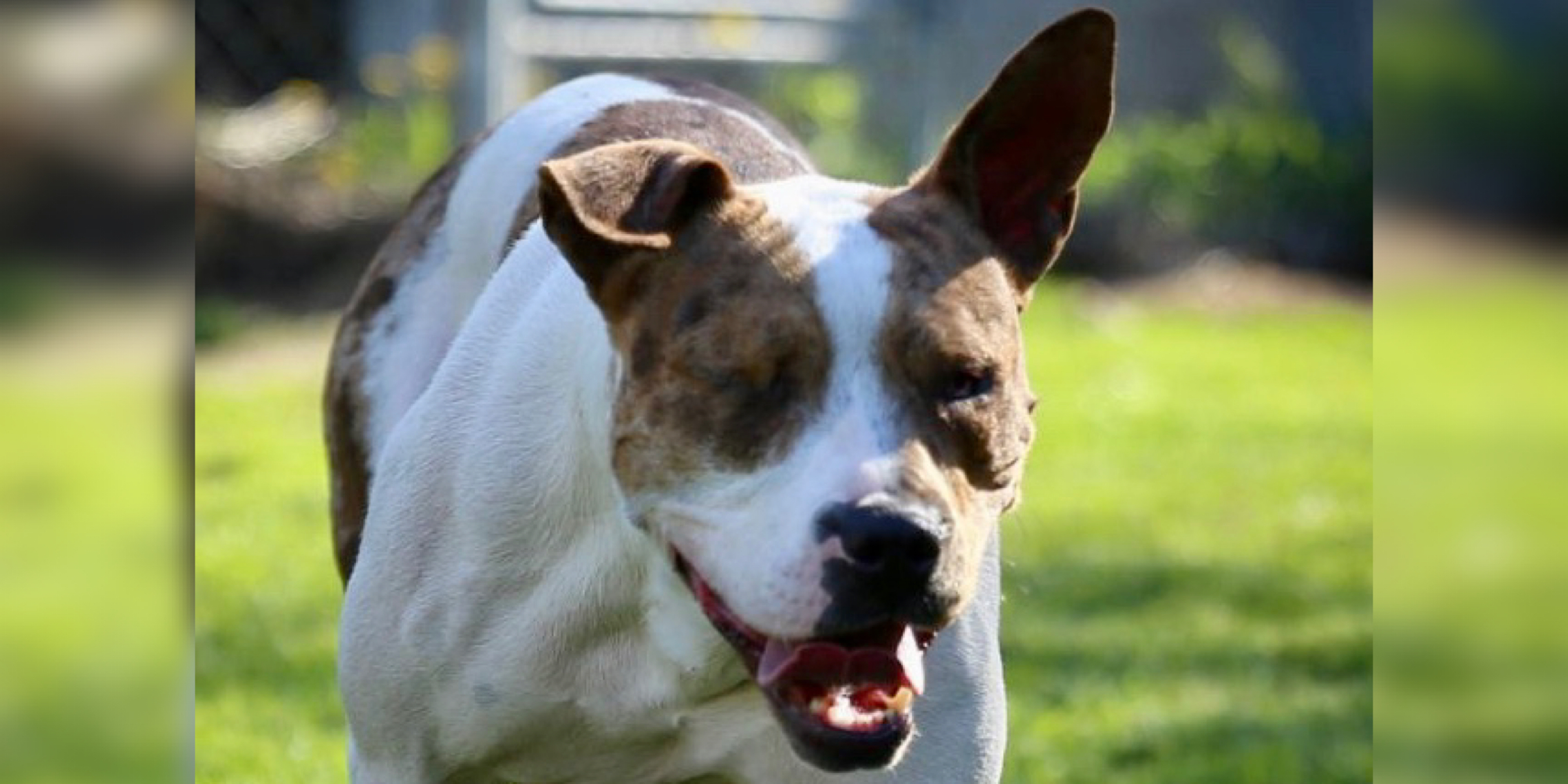 Sue, blind, pit bull, adoptable