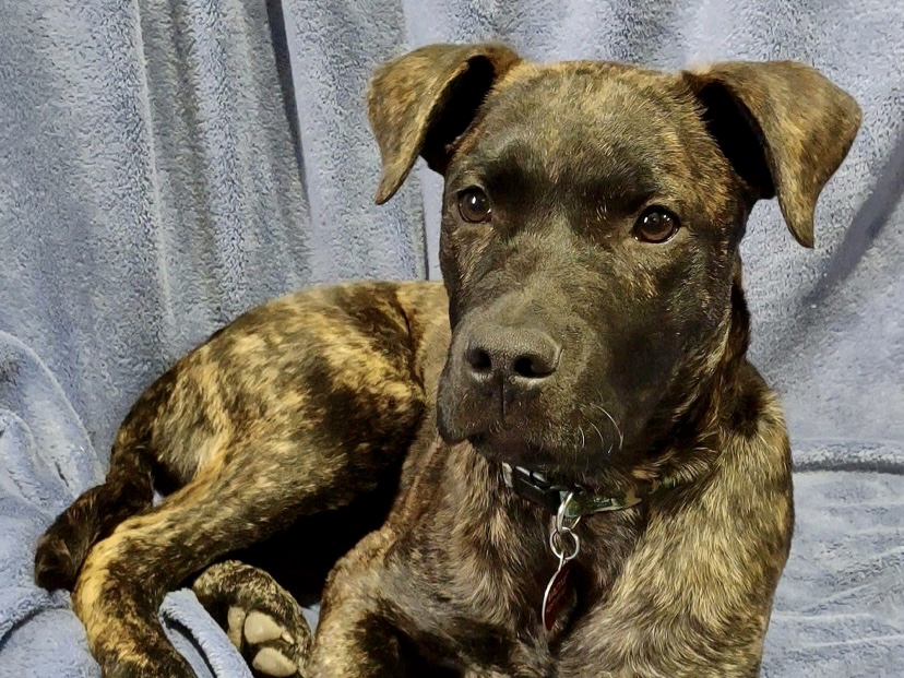 Scooter, Brindle male dog, adoptable