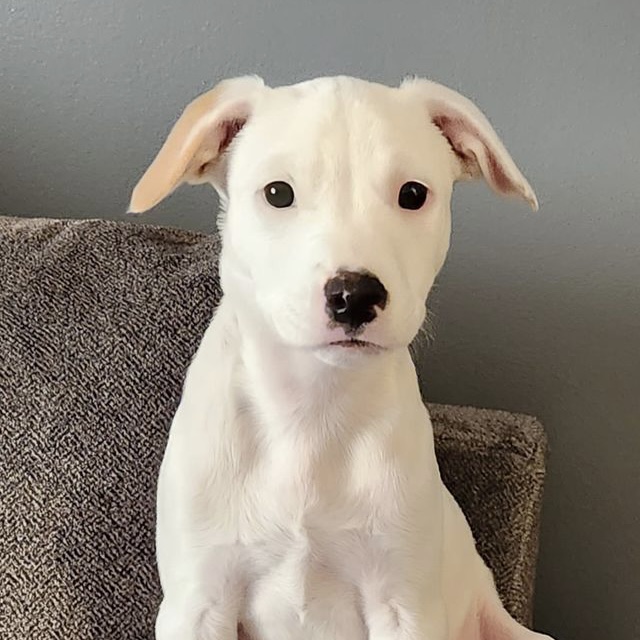 Vinny, white pup. Available for adoption
