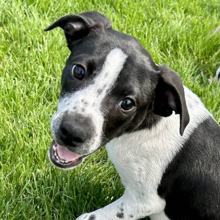 Vito! Black and white mixed breed puppy.