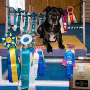 Mighty Joe laying with all of his ribbons