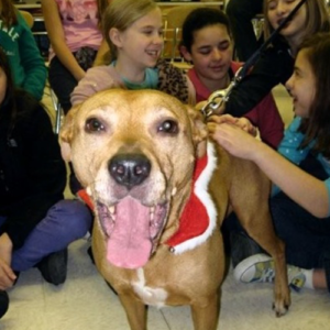Lexi, Therapy dog smiling big while kids pet her
