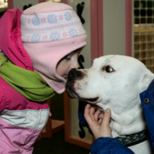 Myka, therapy dog being kissed by a little girl wearing a pink hat and pink jacket