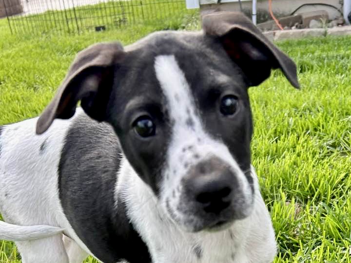 Vito.. black and white mixed breed puppy.